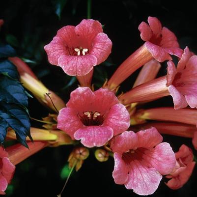 Campsis radicans 