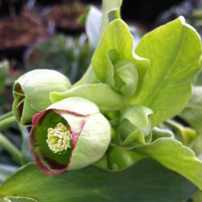 Helleborus foetidus 