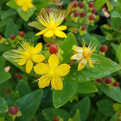 Hypericum inodorum 