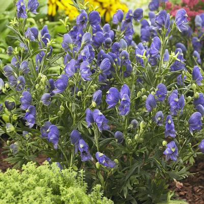 Aconitum x Blue Lagoon