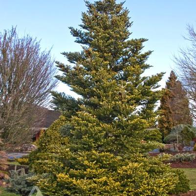 Abies koreana Aurea