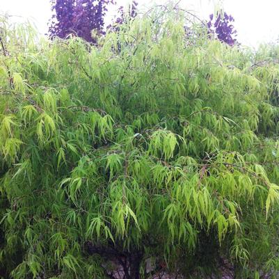 Acer palmatum Koto-no-ito