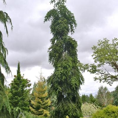 Abies alba Pendula