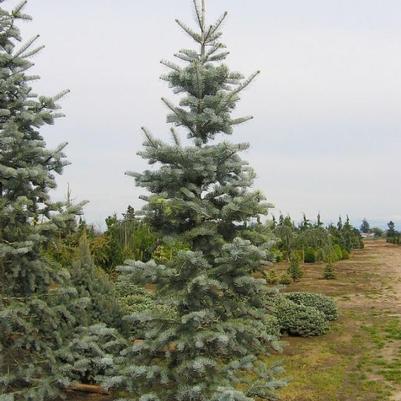 Abies concolor Candicans