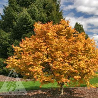 Acer palmatum Orange Dream