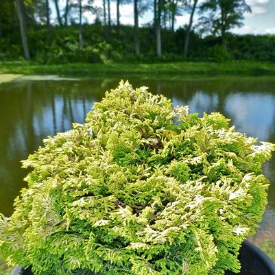 Chamaecyparis obtusa Nana Lutea