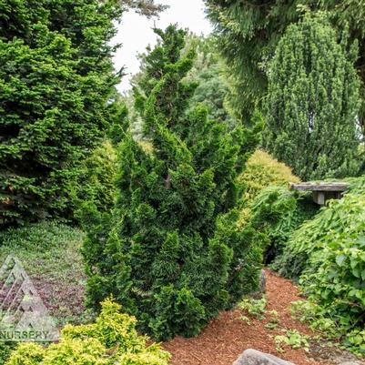 Chamaecyparis obtusa Thoweil