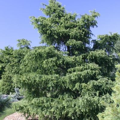 Larix kaempferi Diana
