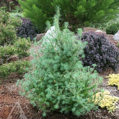 Larix laricina Deborah Waxman