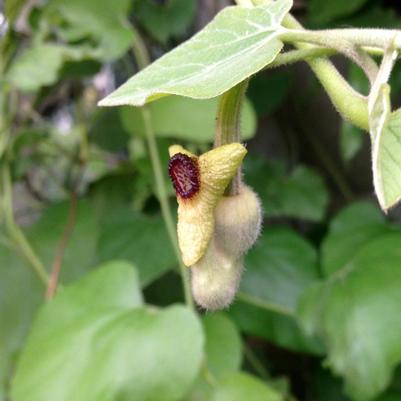 Aristolochia durior 