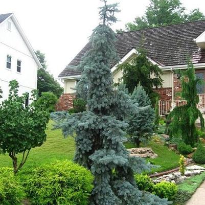 Picea pungens Glauca Pendula