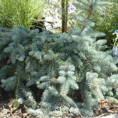 Picea pungens Procumbens