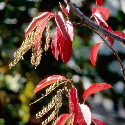 Oxydendrum arboreum 