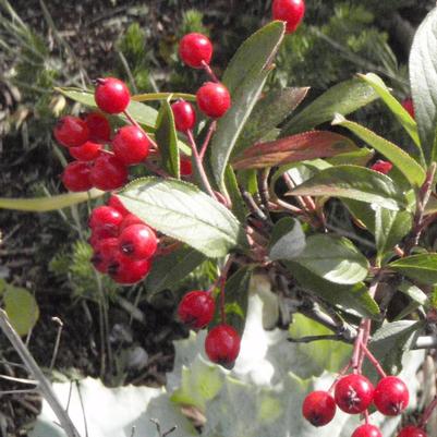 Aronia arbutifolia Brilliantissima