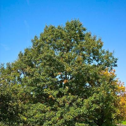 Quercus velutina 