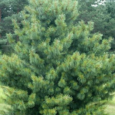 Pinus koraiensis Oculus Draconis