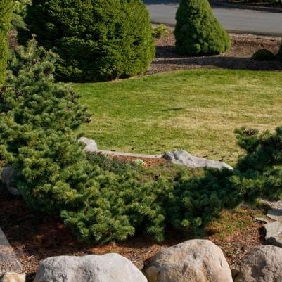 Pinus parviflora Fukuzumi