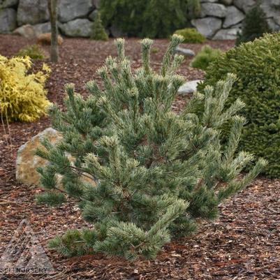 Pinus parviflora Gyoko sho hime