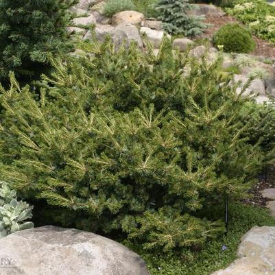 Pinus parviflora Hagoromo