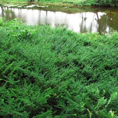 Taxus canadensis 