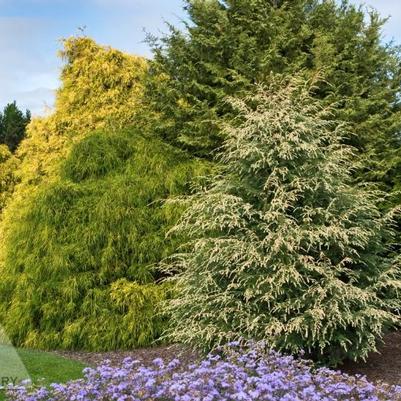 Tsuga canadensis Summer Snow