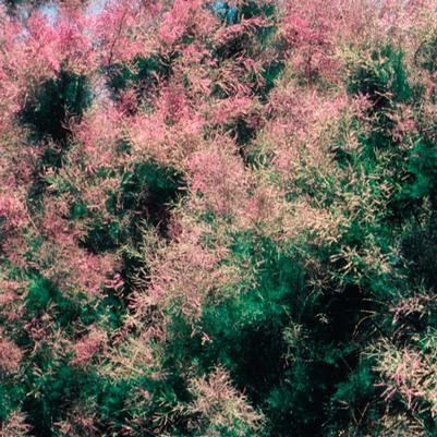 Tamarix ramosissima Summer Glow