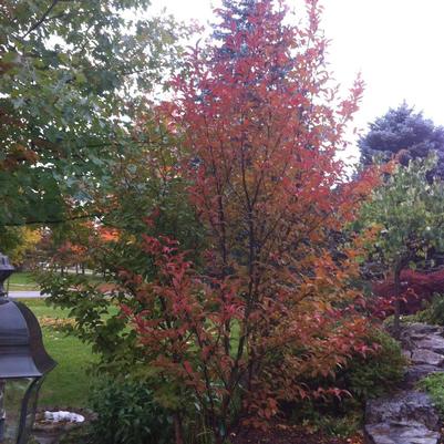 Stewartia pseudocamellia 