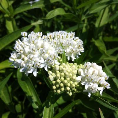 Asclepias incarnata Ice Ballet