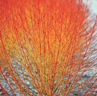 Cornus sanguinea Midwinter Fire