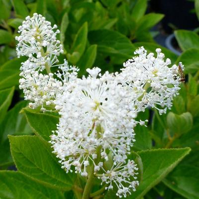 Ceanothus americanus 