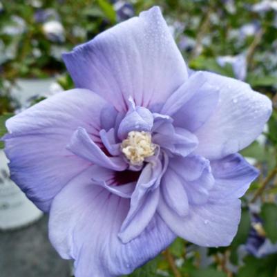 Hibiscus syriacus Marina