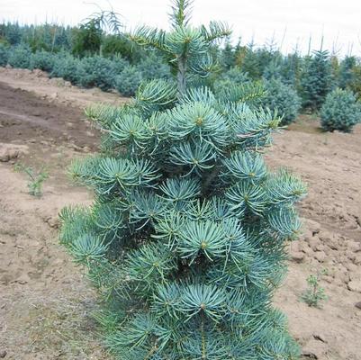 Abies concolor Compacta