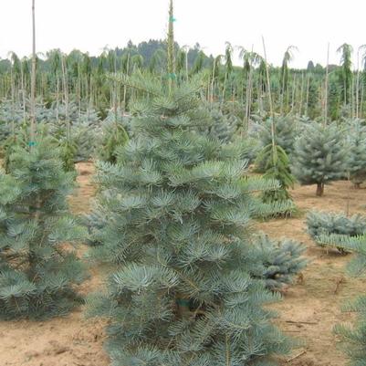 Abies concolor Select