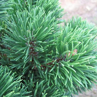 Pinus mugo Jakobsen
