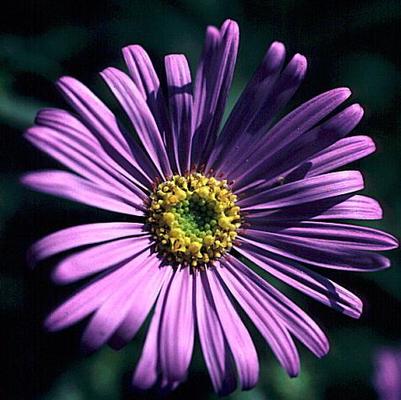 Aster x frikartii Monch