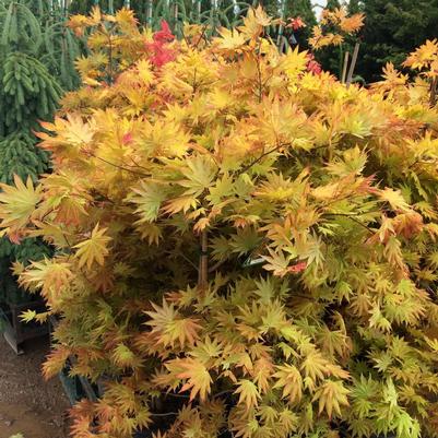 Acer shirasawanum Autumn Moon