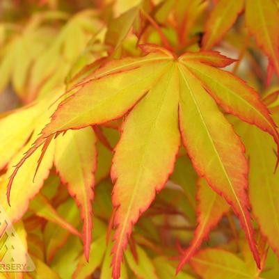 Acer palmatum Katsura