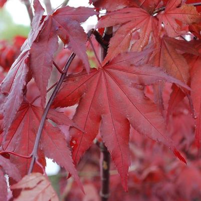 Acer palmatum Purple Ghost