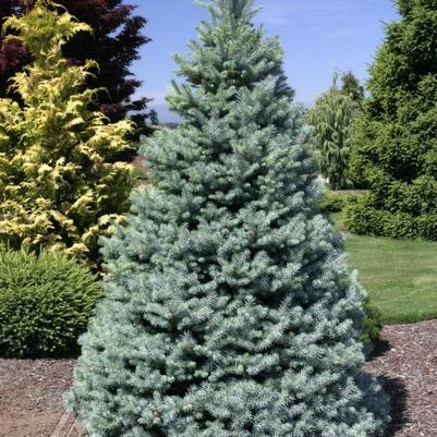 Picea pungens Sester Dwarf