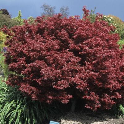 Acer palmatum Shaina