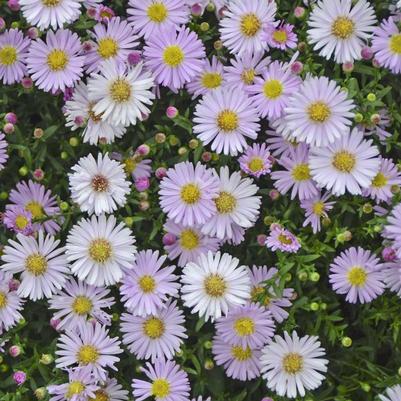 Aster x KICKIN® 06-50-11