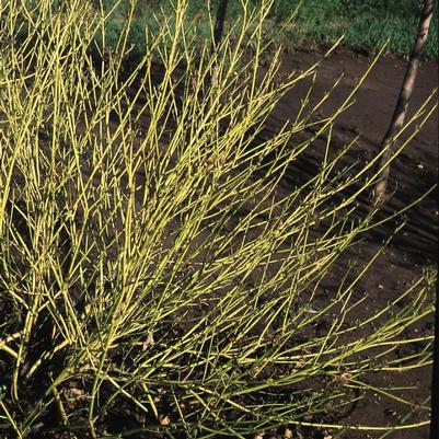Cornus alba Bud's Yellow