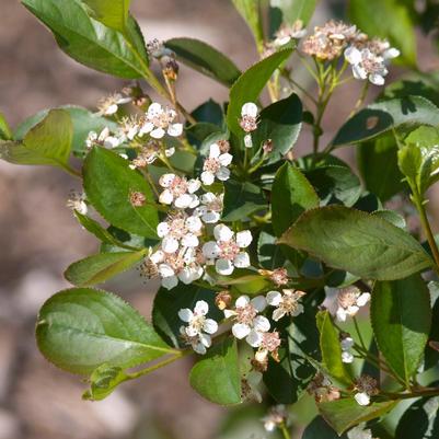 Aronia melanocarpa Viking