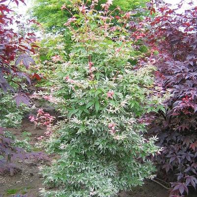 Acer palmatum Butterfly