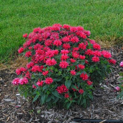 Monarda didyma Cherry Pops