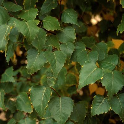 Betula platyphylla Fargo