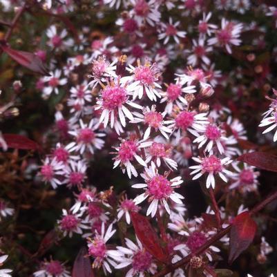 Aster lateriflorus Lady in Black