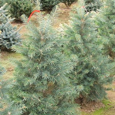 Abies concolor Conica