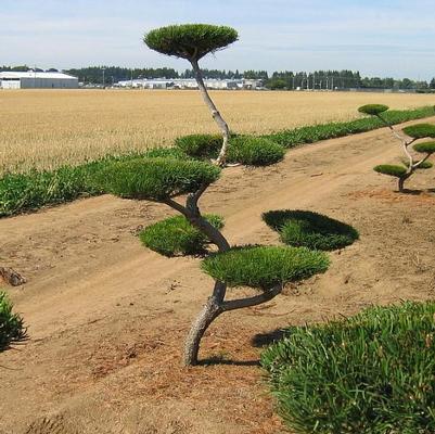 Pinus contorta Poodle Pine