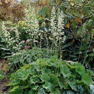 Heuchera macrorhiza Autumn Bride